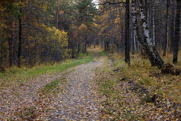 Autumn forest road on autumn background in October, rainy weather