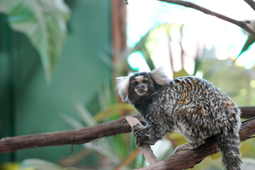 Picture close-up of white tufted common marmoset, callithrix jacchus, ouistiti, small monkey in brazil