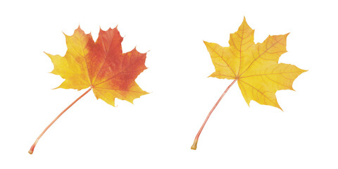 Naklejka na ściany i meble Red and yellow leafs isolated on transparent background, png
