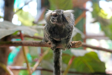 Picture close-up of white tufted common marmoset, callithrix jacchus, ouistiti, small monkey in brazil