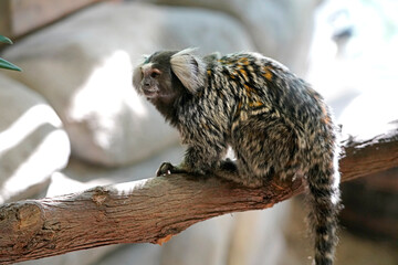 Picture close-up of white tufted common marmoset, callithrix jacchus, ouistiti, small monkey in brazil