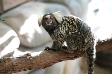 Picture close-up of white tufted common marmoset, callithrix jacchus, ouistiti, small monkey in brazil