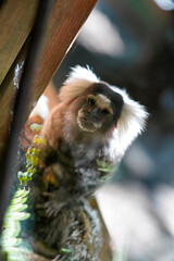 Picture close-up of white tufted common marmoset, callithrix jacchus, ouistiti, small monkey in brazil