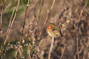 Robin in Winter