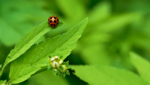 Ladybug or ladybird beetle on a green leaf, Animal life, Nature life.