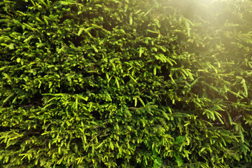 A green wall of spruce thorns. There are many branches of a Christmas tree in the forest. Green taiga in the national reserve.