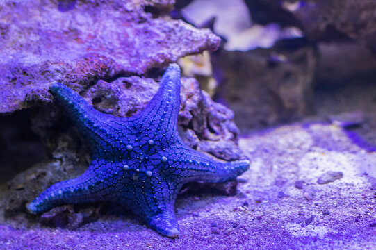 The protoreaster common starfish. Pentaceraster Mammillatus . They are distributed in the tropical Pacific and Indian Oceans.
