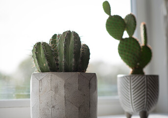 'Cereus Skyline' and 'Angle-Wing Polka Dot' Cacti in grey plant pots.