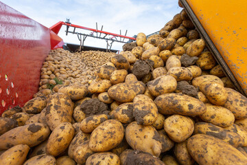 Potatoes in loading truck just harvested
