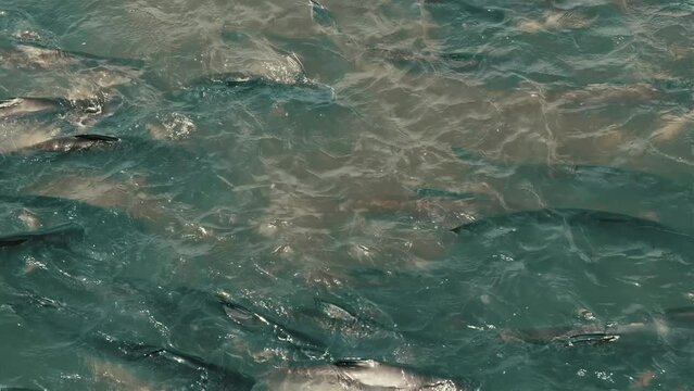 large flock of fish under water chaotic swims from side to side, Barbodes gonionotus, freshwater fish, salmon goes on spawning, fish in river