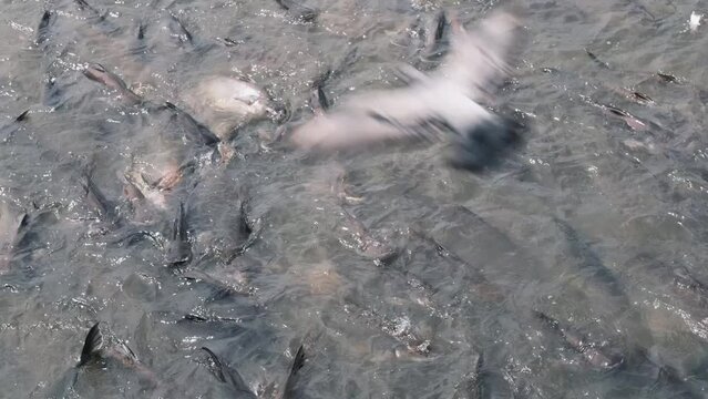 large flock of fish under water chaotic swims from side to side, Barbodes gonionotus, freshwater fish, salmon goes on spawning, fish in river