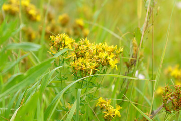Hypericum perforatum herbal plant with yellow blossom pattern, close up