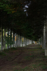 rang&eacute;e d'arbre