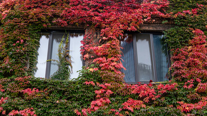 Fototapeta na wymiar window with ivy on the sides