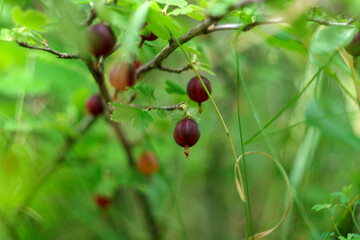 Ripe gooseberry berries close up on branches of bush. Growing and ripening in homegrown. Selective focus