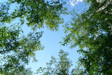Birch tree branches on blue sky background with copy space for test mock up. Natural background look up