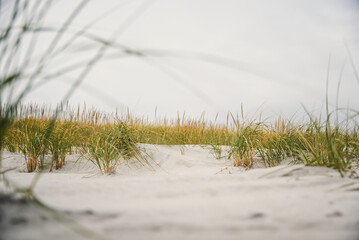 grass on the beach