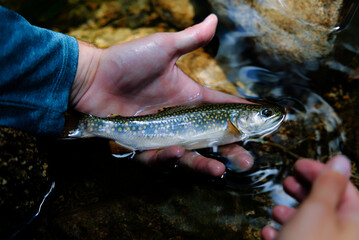 Native brook trout