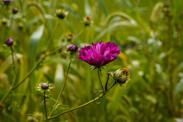 Purple seashell cosmos flower growing in an outdoor flower space. Flower buds and weeds.