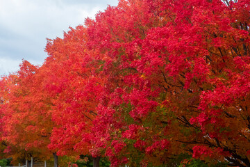 Naklejka premium Bright Reds of Autumn