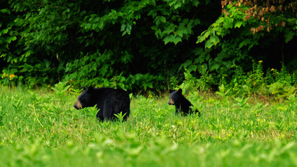 Obraz na płótnie Canvas black bear cub on the grass