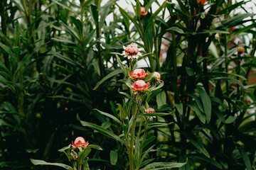 Tall apricot strawflowers growing in an outdoor garden space.