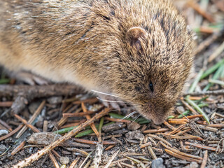 A closeup of a Common vole, Microtus arvalis, on the ground with a blurry background