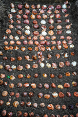 A flower bed full of tulip bulbs.