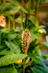 Golden, yellow celosia towards the end of the season. Seeds are visible.