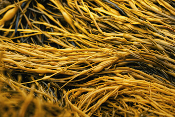 Yellow Seaweed
