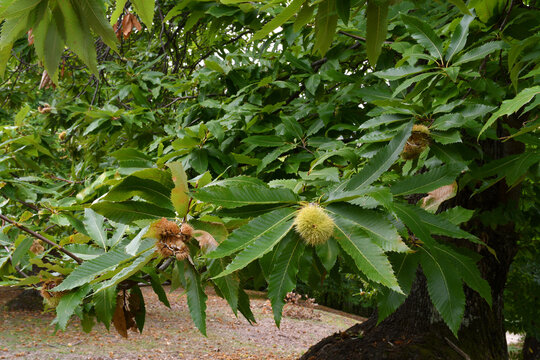 October, hedgehog on the branch of  chestnut tree. I ricci cominciano ad aprirsi lasciando cadere i frutti. Tempo della raccolta delle castagne.