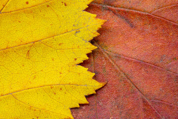 Macro photo of Autumn Foliage. Red and yellow Leaf texture close up. Midvein Primary vein, Secondary vein. Glossy top side. Half red, half yellow. Abstract autumn background for designer