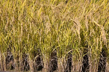 こうべを垂れるほど実った稲穂