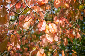 autumn leaves on the tree