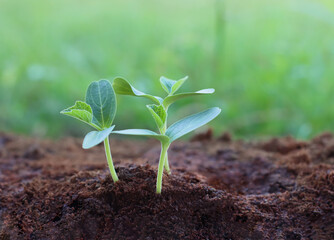 Pumpkins Seedlings are thriving from fertile soil, ecology concept. new life is coming,closeup	