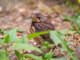 A fieldfare chick, Turdus pilaris, has left the nest and sitting on the spring lawn. A fieldfare...