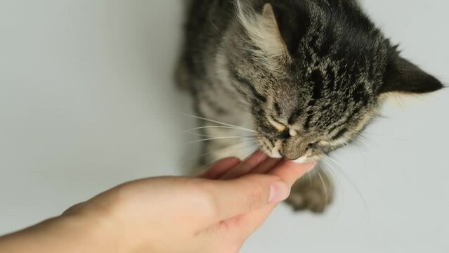 Owner giving medicine or vitamins in a pill to kitten. Pills for animals. Medicine and vitamins for pets.