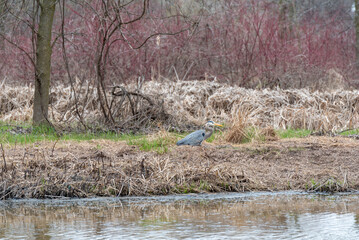 Great Blue Heron Fishing On The River