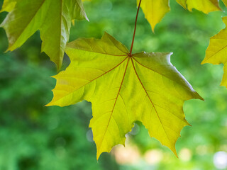 Spring branches of maple tree with fresh green leaves