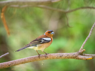 Common chaffinch, Fringilla coelebs, sits on a branch in spring on green background. Common chaffinch in wildlife.