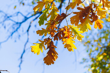 Yellow autumn leaves on tree glow brightly in sun's rays.