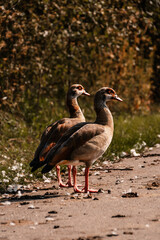 Canard sur les rives de  la Moselle
