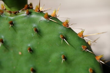 Opuncja kaktus opuntia humifusa zimująca kwiat żółty