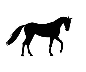 Fototapeta na wymiar silhouette of a horse's , mascot, wild horse, arabic beast for race icon. logo design template. Vector silhouette of a horse. beautiful horse vector sketch illustration