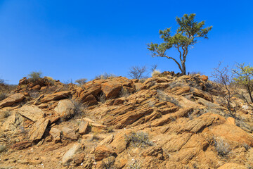 African savannah during a hot day. Oanob, Namibia.