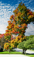 Naklejka premium autumn in the park