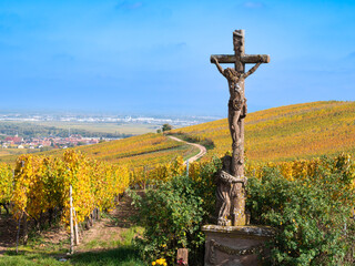 Fototapeta na wymiar Vineyards in autumn colors on the hill of Turckheim - wine route of Alsace, France.
