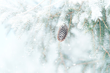 Background outdoor Christmas tree branch covered with hoarfrost with cone against of falling snow.