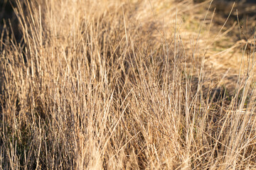 Dry cut grass in the autumn field.