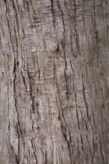 木の肌